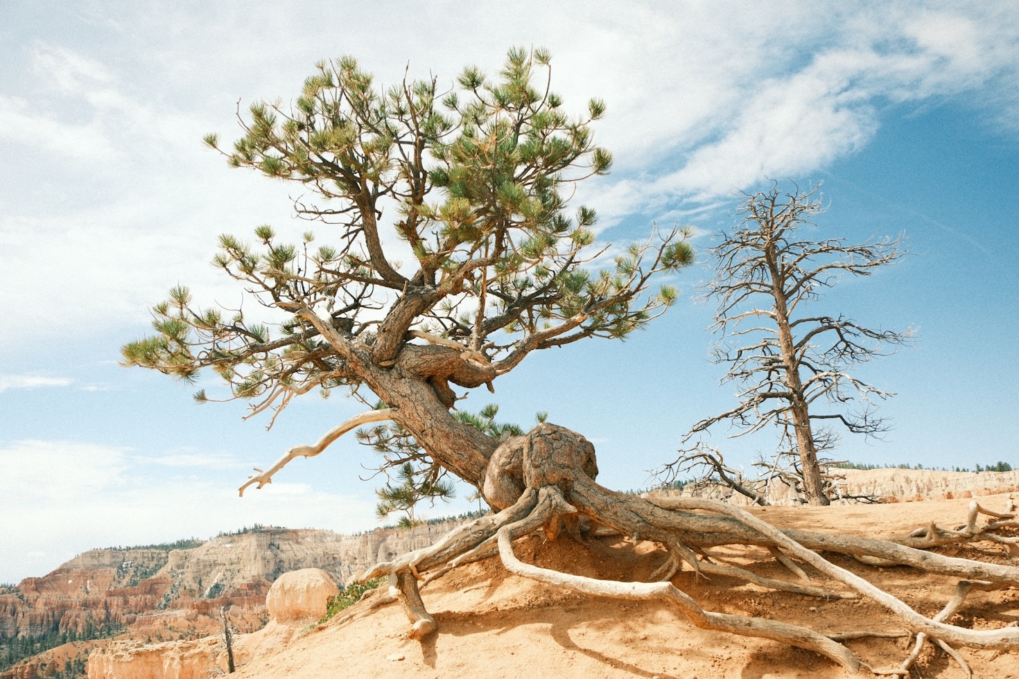 Building Resilient Economies In Pine Hill